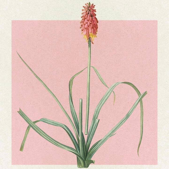 冰哥