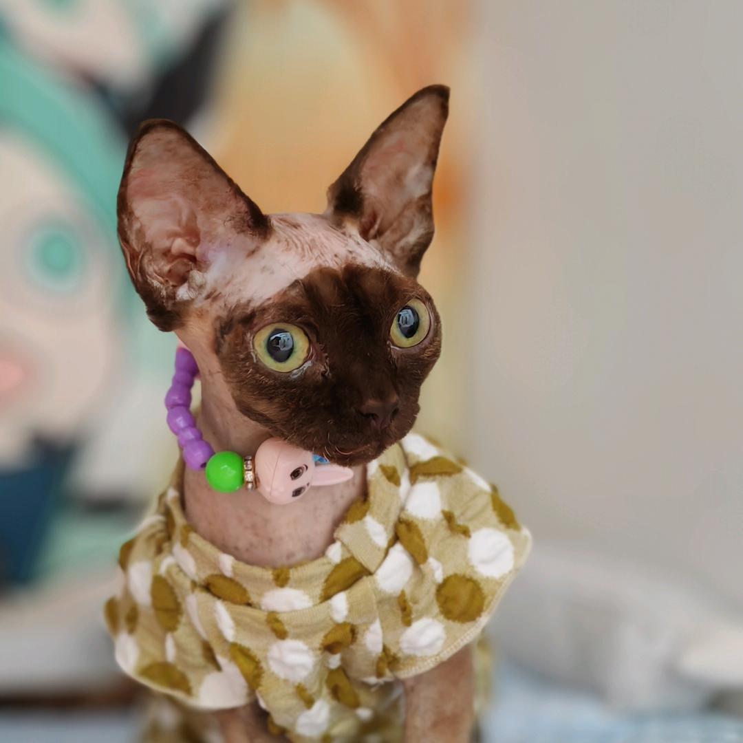 叫乐姐