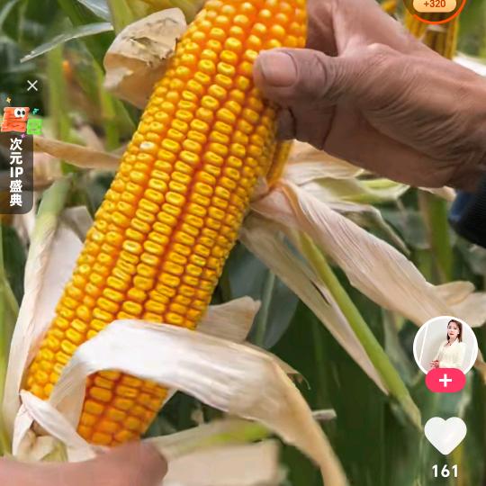 金穗大丽🌽鑫瑞禾种业