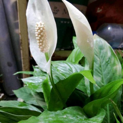 懂你