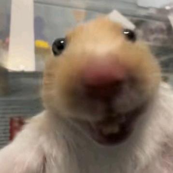 廊坊竹子买车—彭游