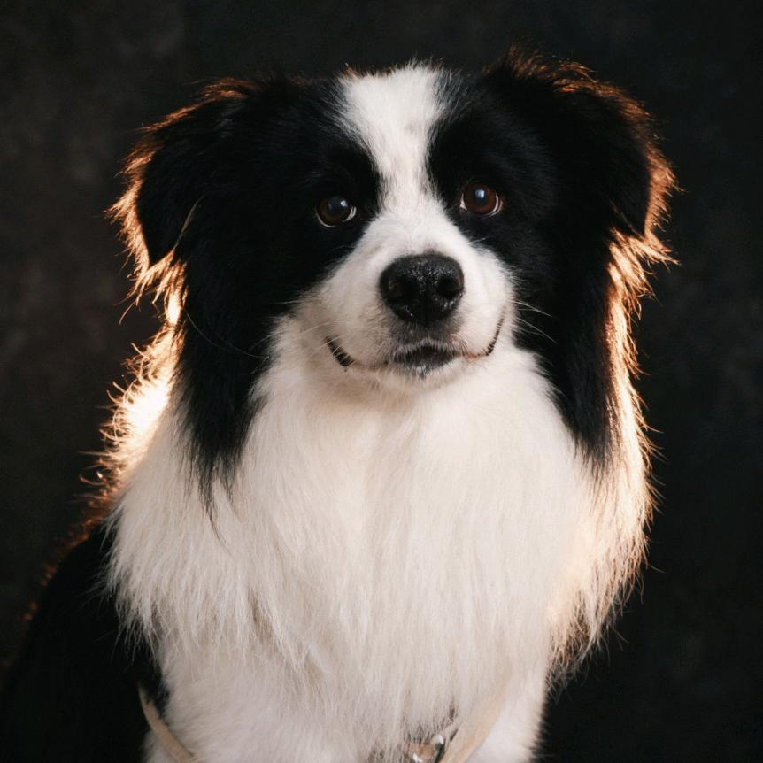 莱恩的小狗日记