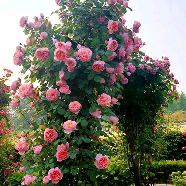 峰哥藤本月季特大苗