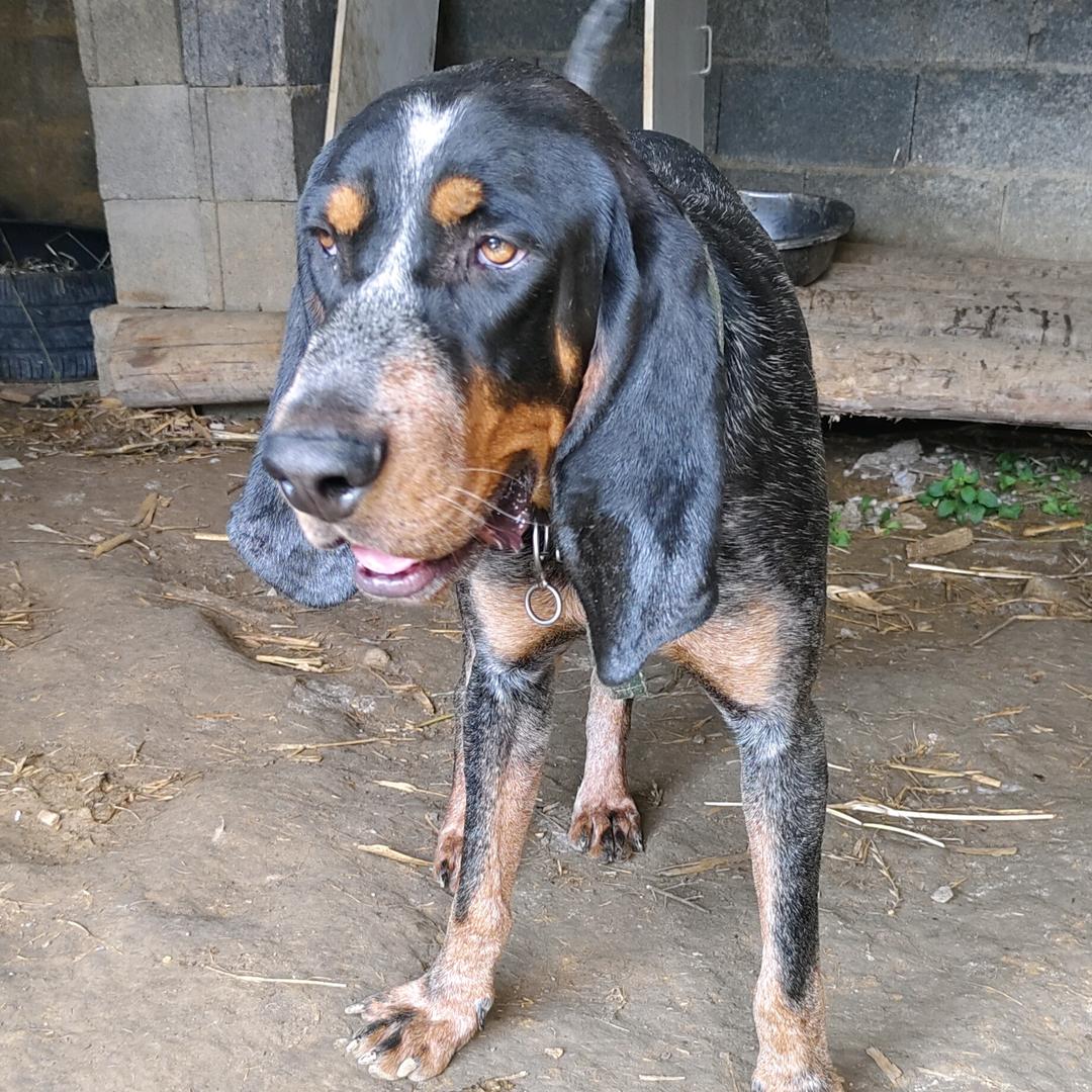 祥哥爱犬部落