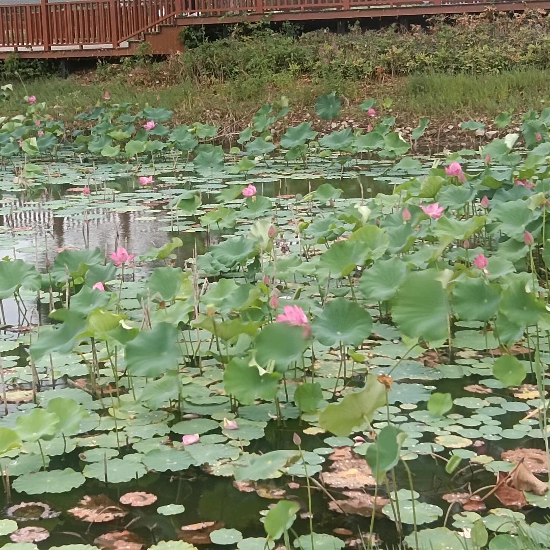 好运自来