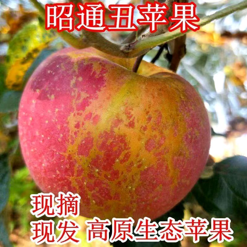 昭阳区荃杰农品果园