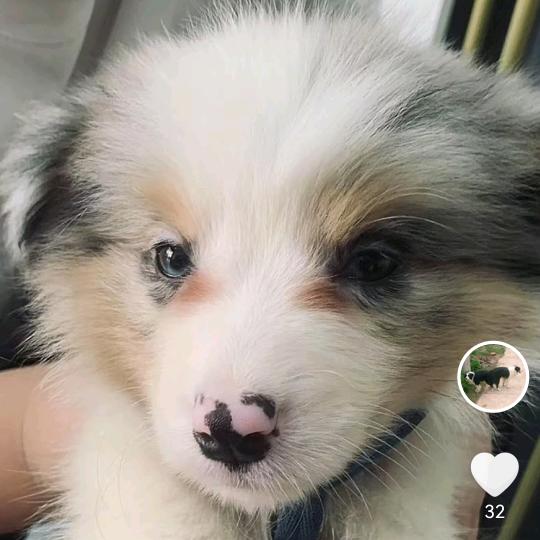 洛宁边牧之家
