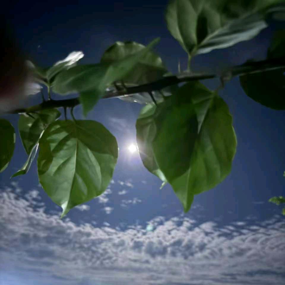 蓝蓝天。