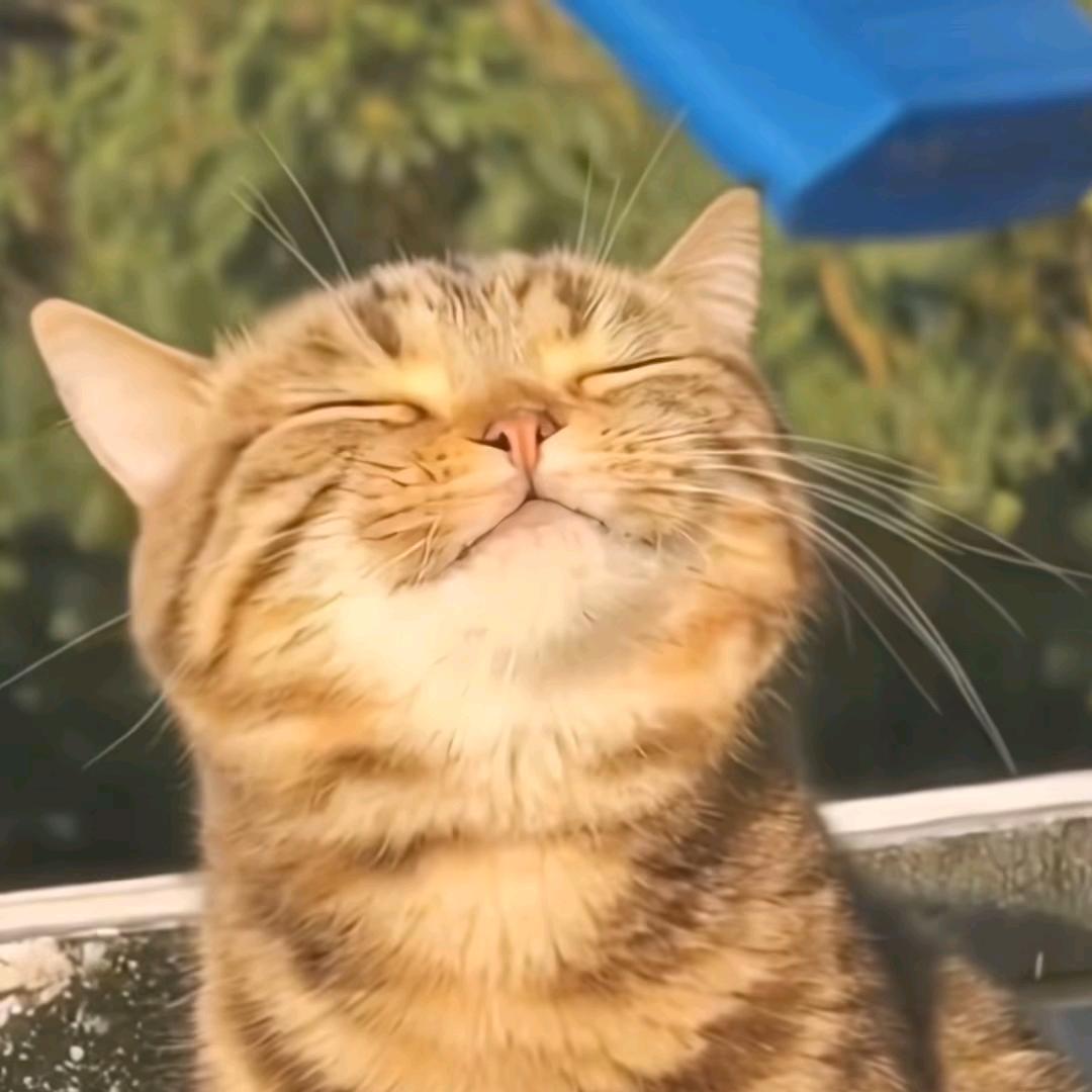 知奥 赵