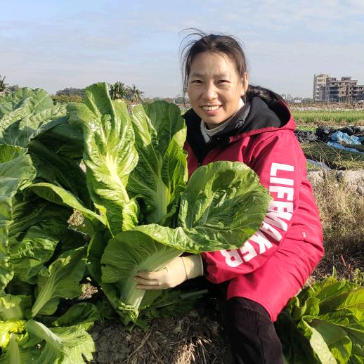 小美在广州种菜