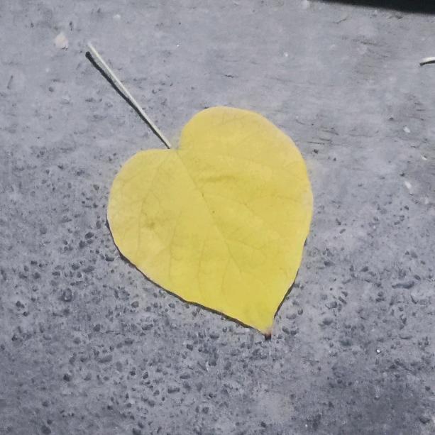 ＠ Yang