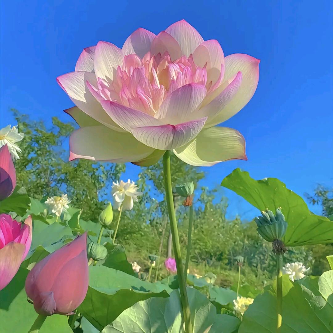 坦然