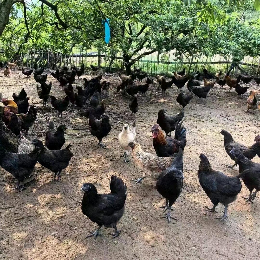 马鞍镇险岩养殖农场