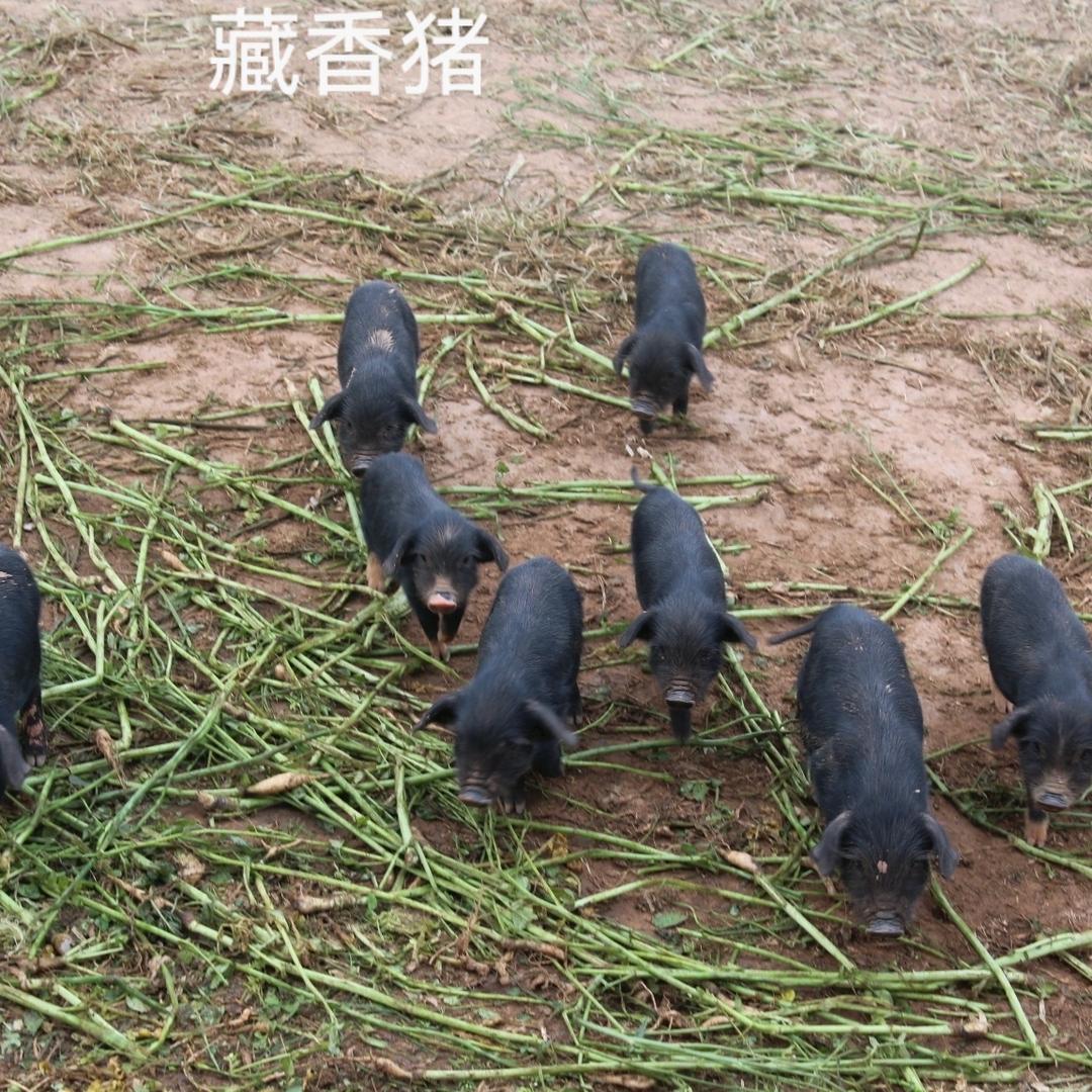 新世界生态养殖