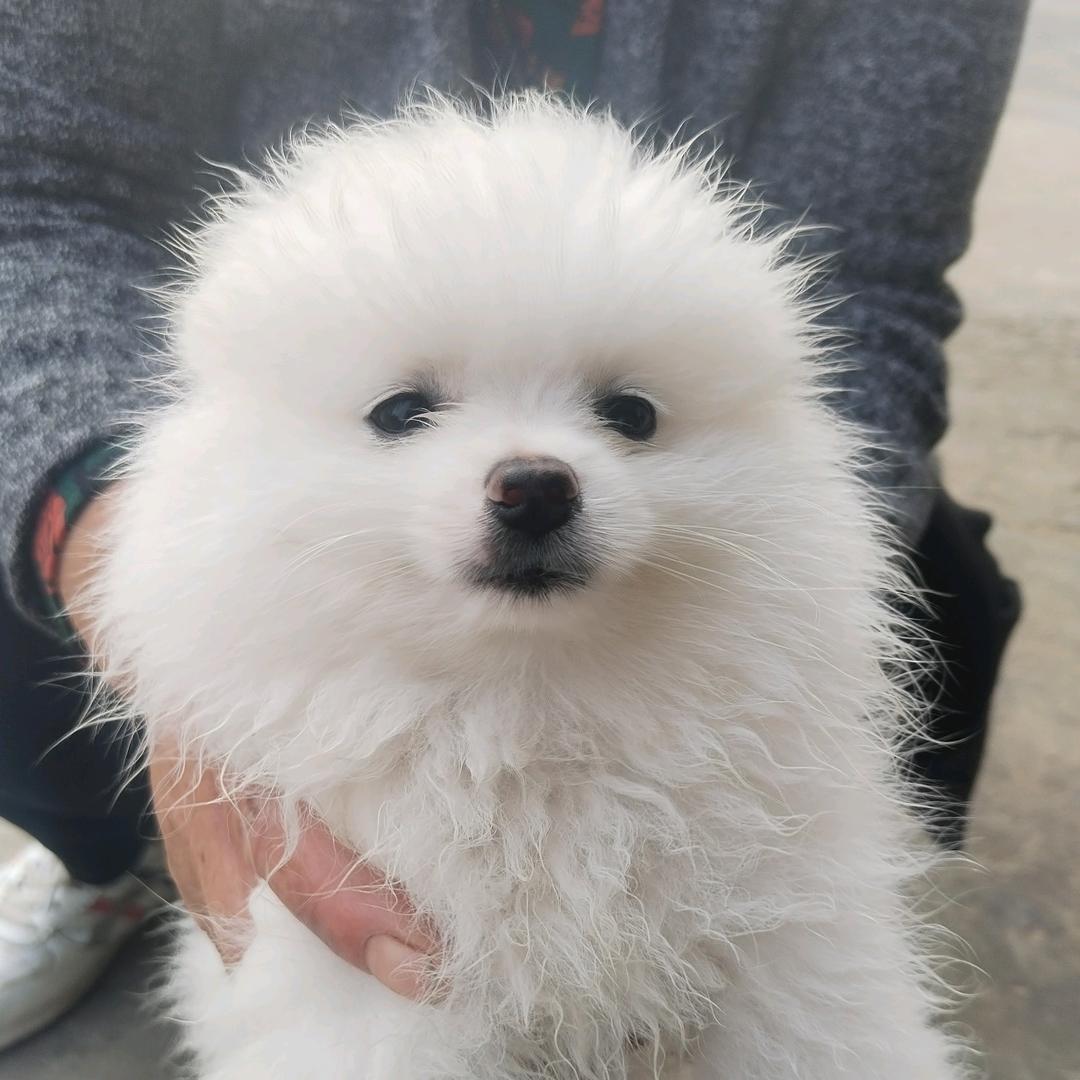 爱犬人士