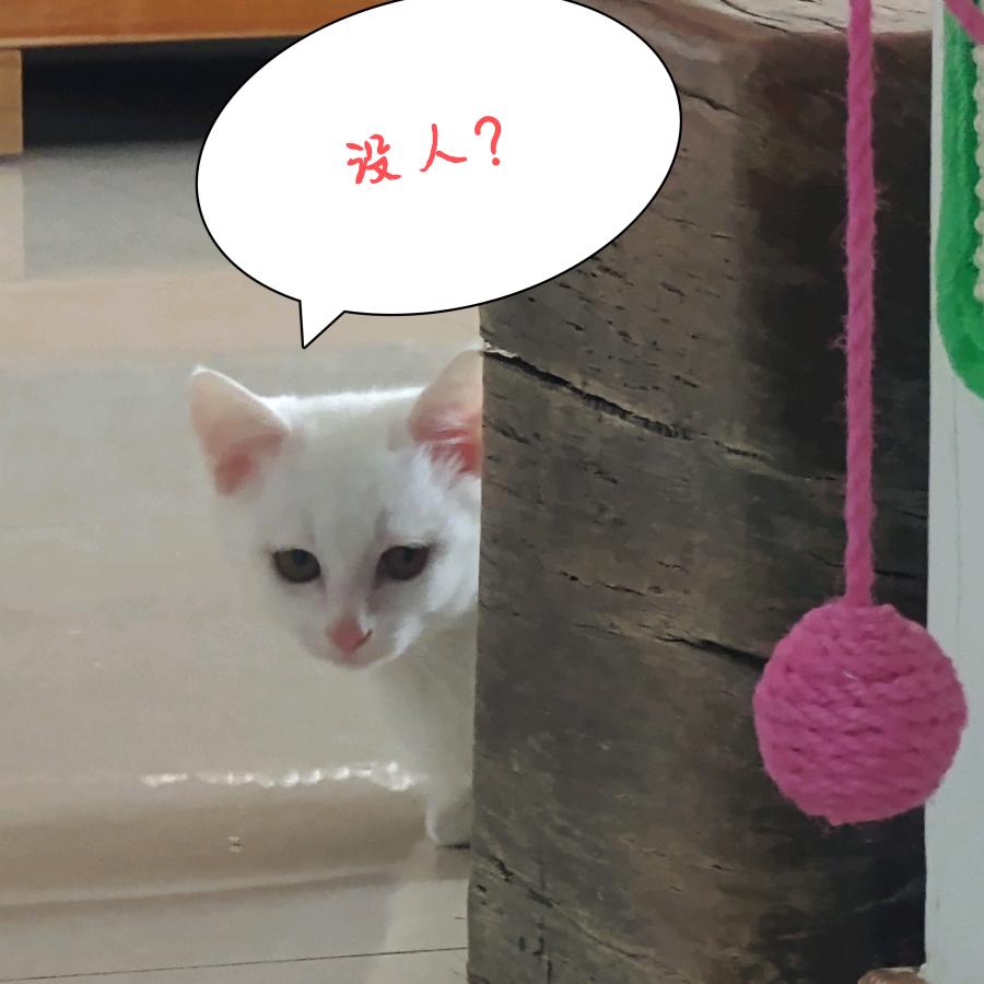 小猫米利头像