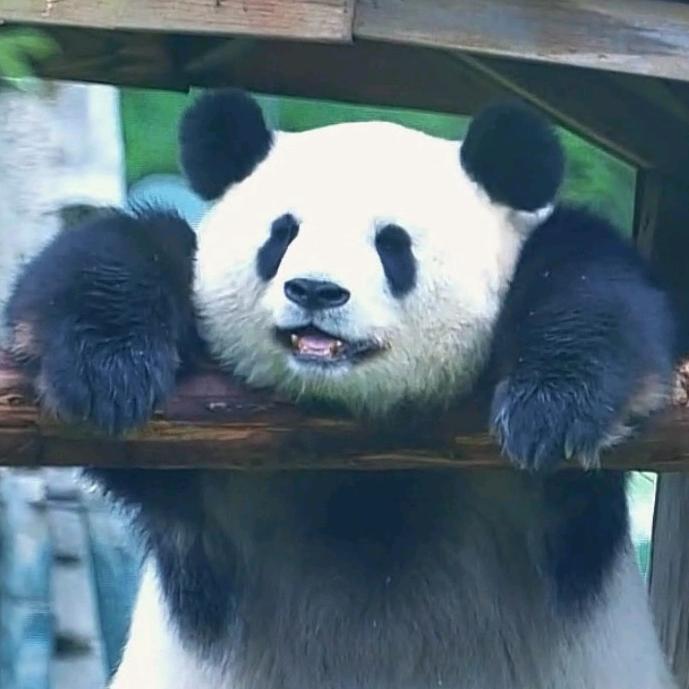 PANDA SPACE