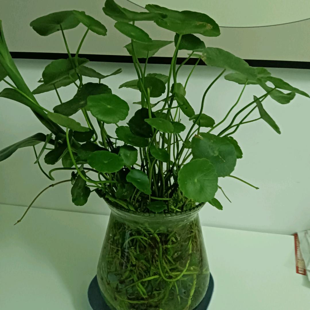四姑没烦恼