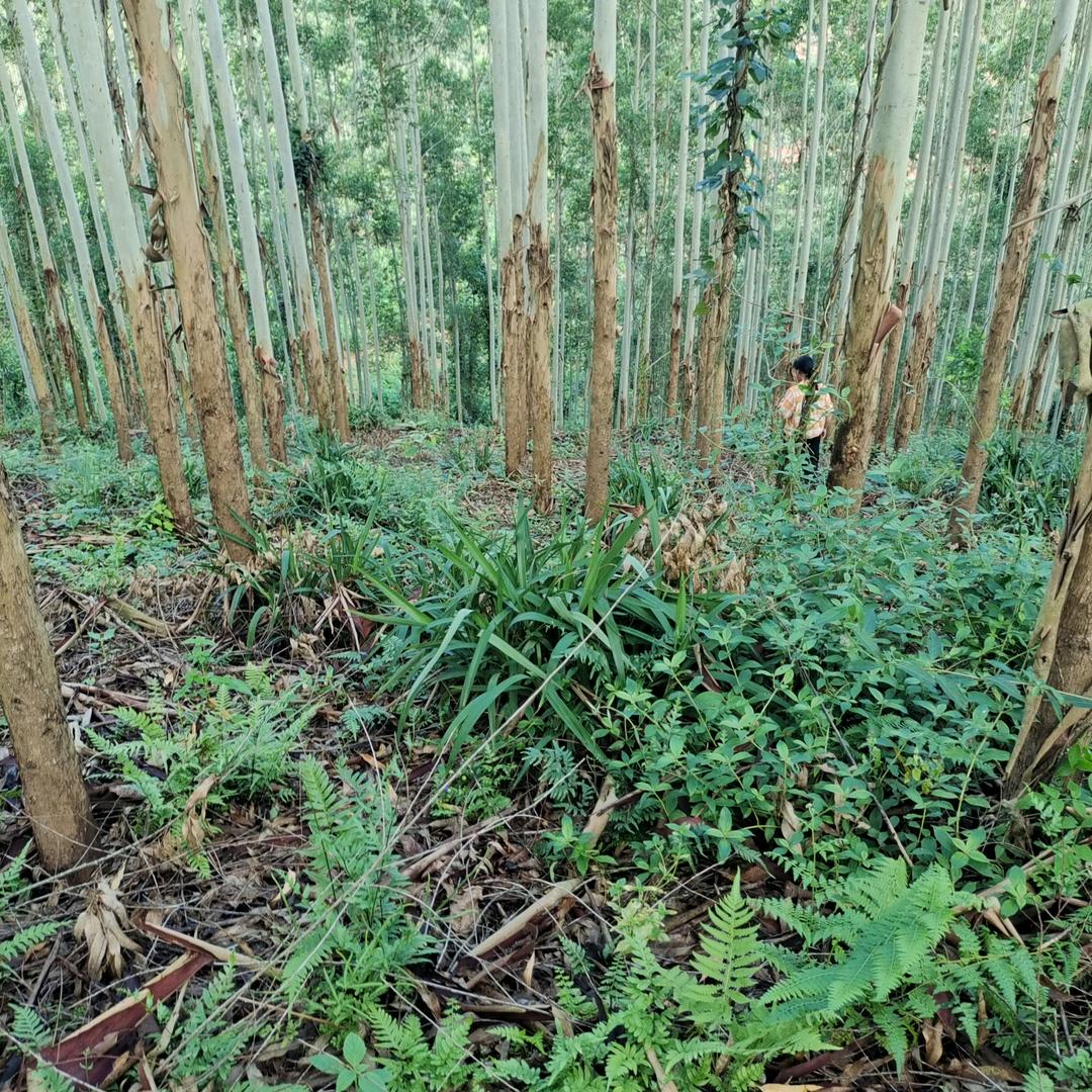 心愿