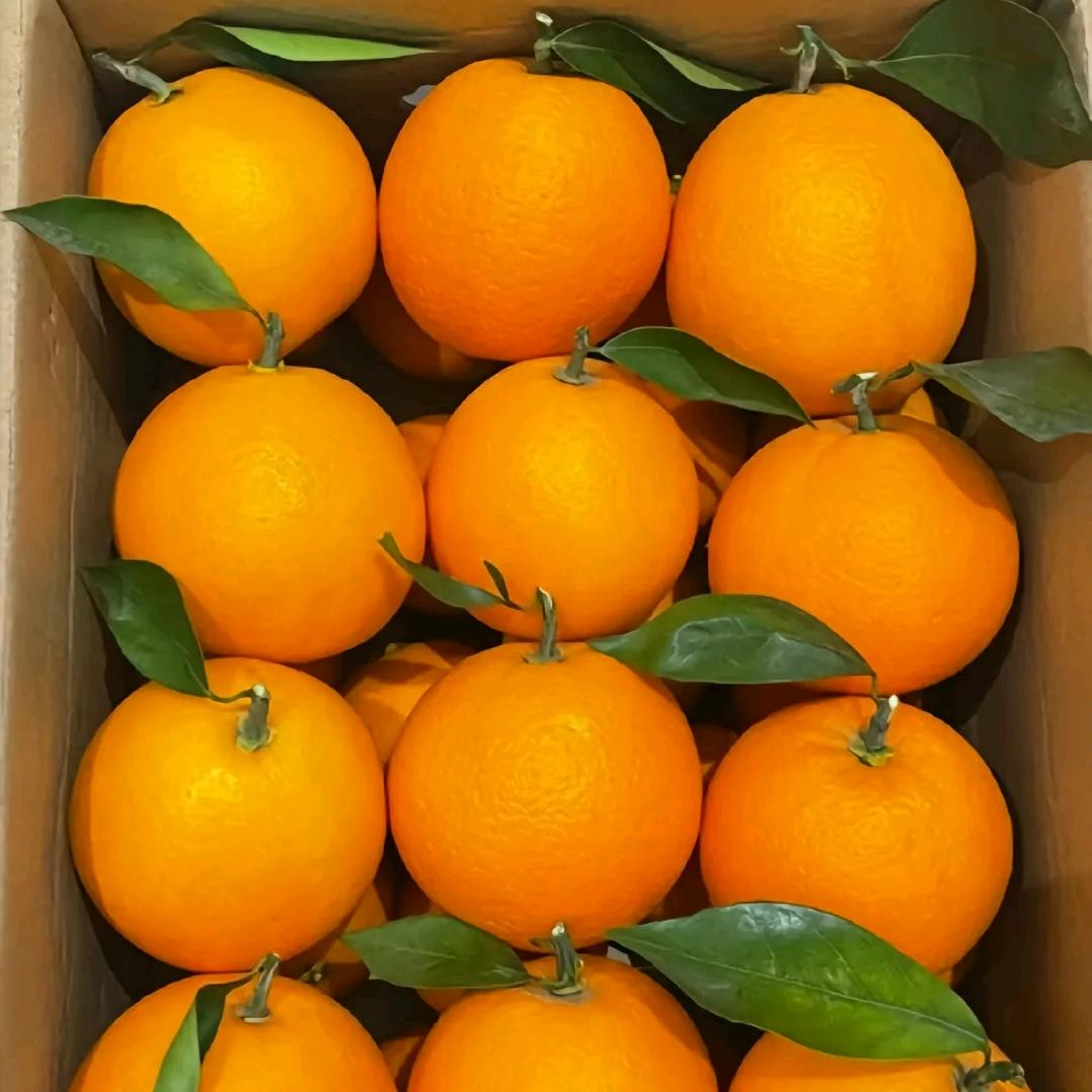 香悦和美 富川脐橙