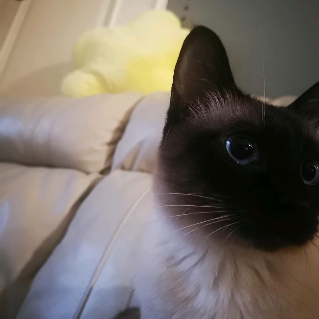 乌鸦乌鸦舞啊舞