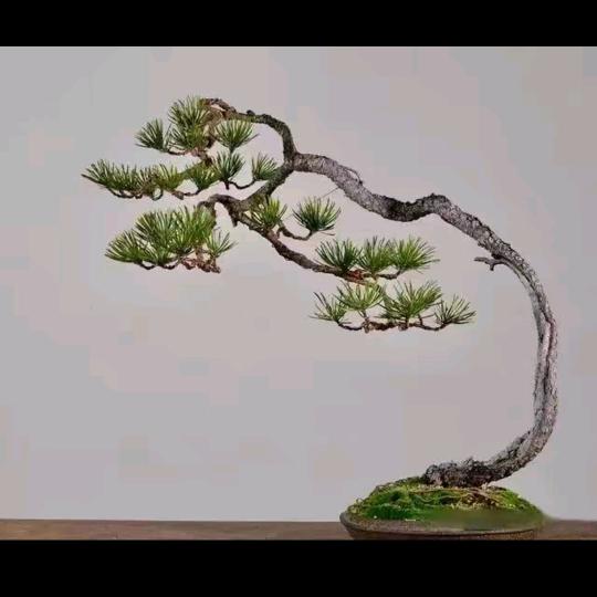 小草（微盆景工作室）