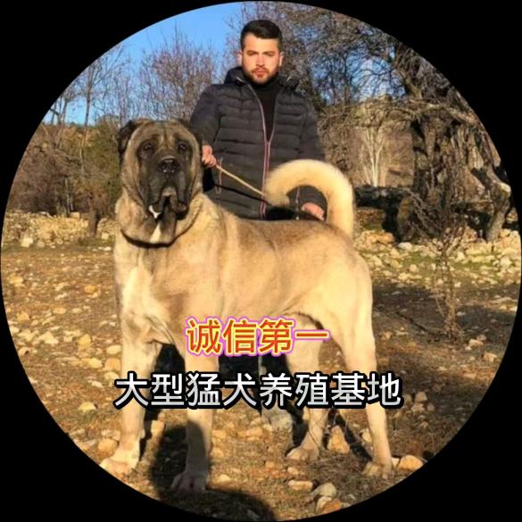 猛犬养殖！