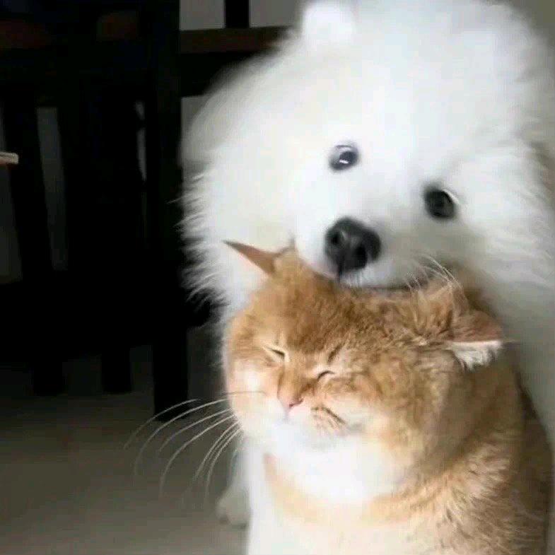 可爱发芽啦
