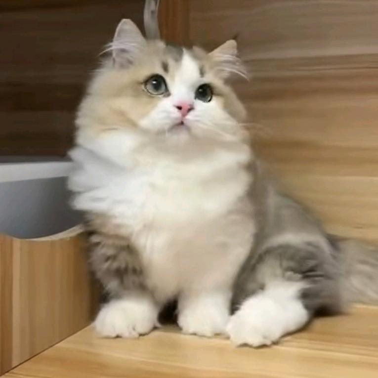 大奔是只喵