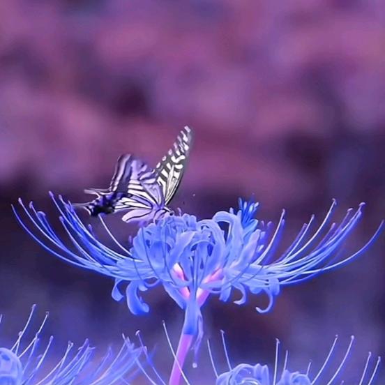 🦋❤️
