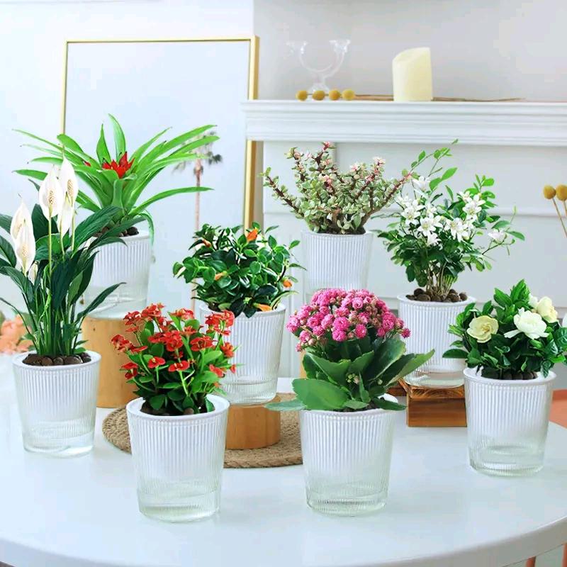 小凤绿植甄选