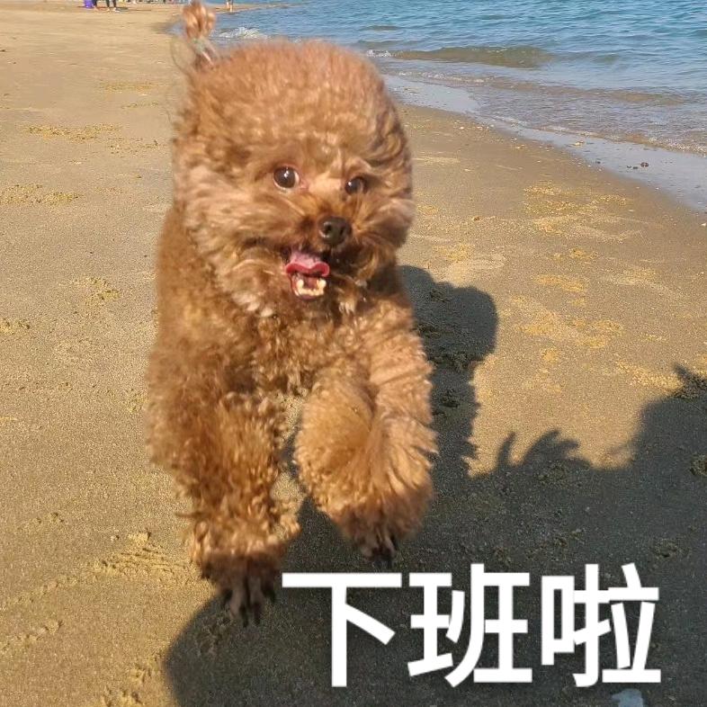 桔子的橘（这小号）