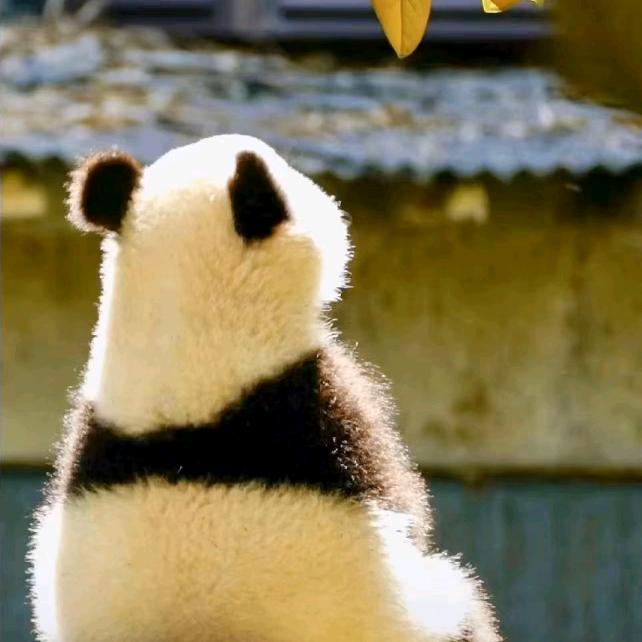 振兴乡村直播号