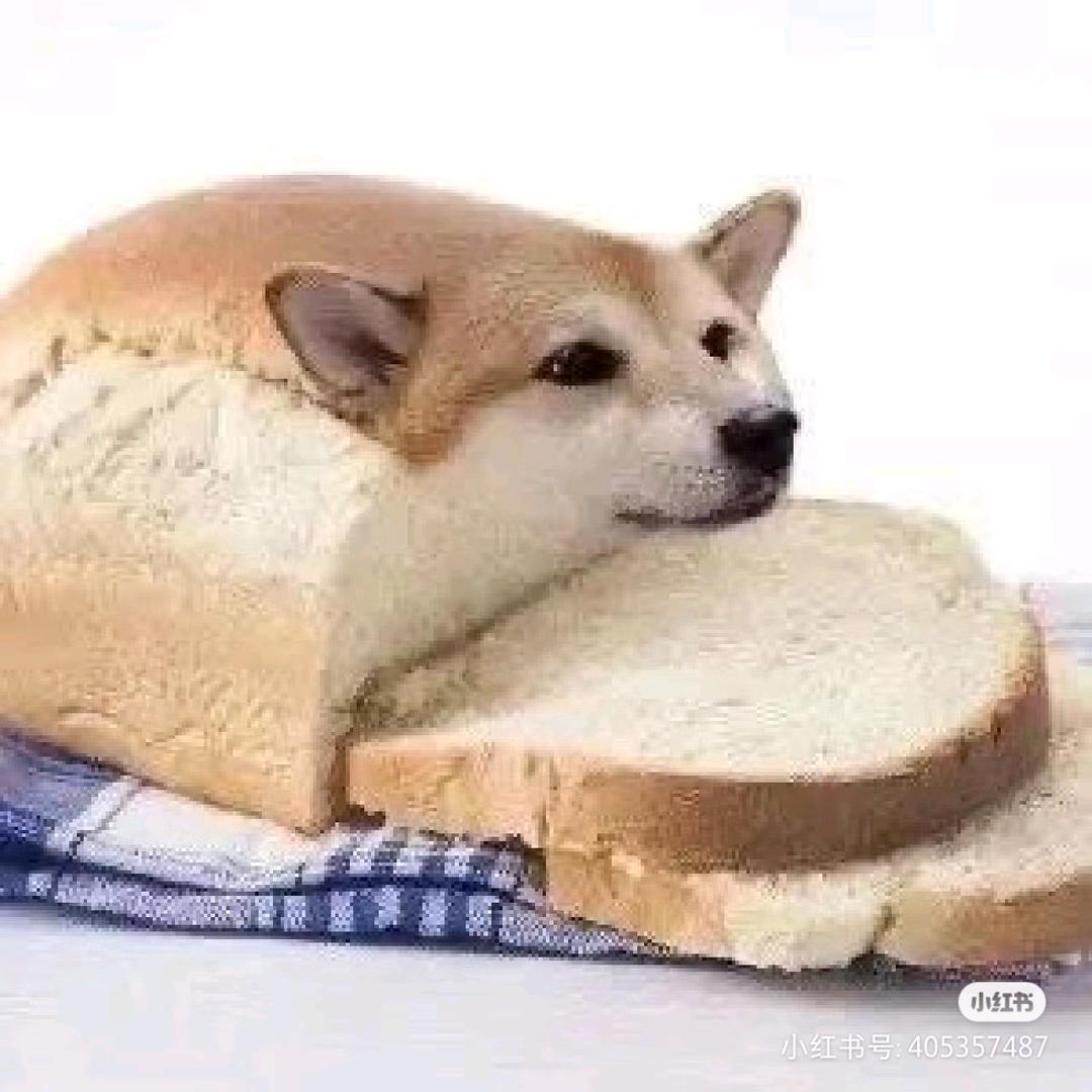 狗蛋(★StatTark™)｜略有磨损