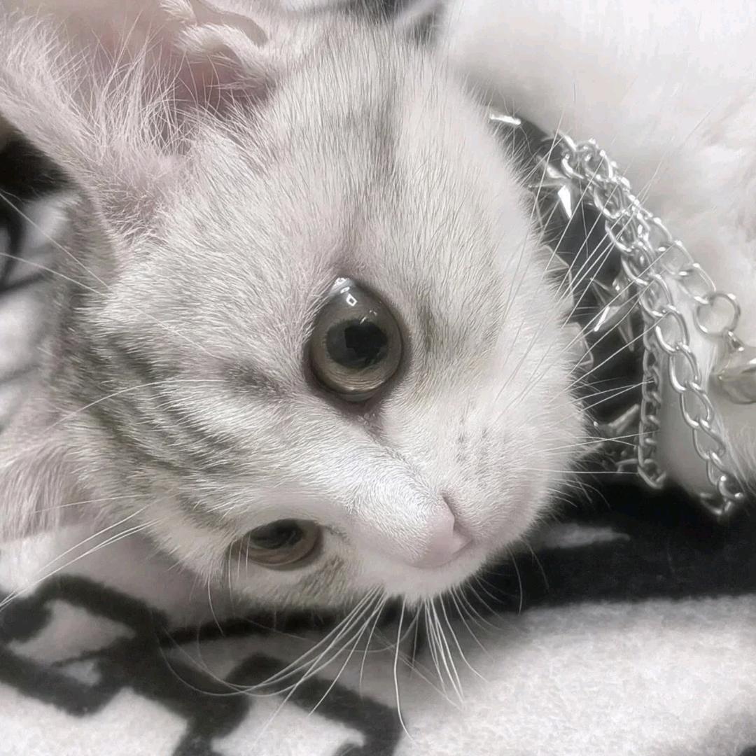 周野与葵