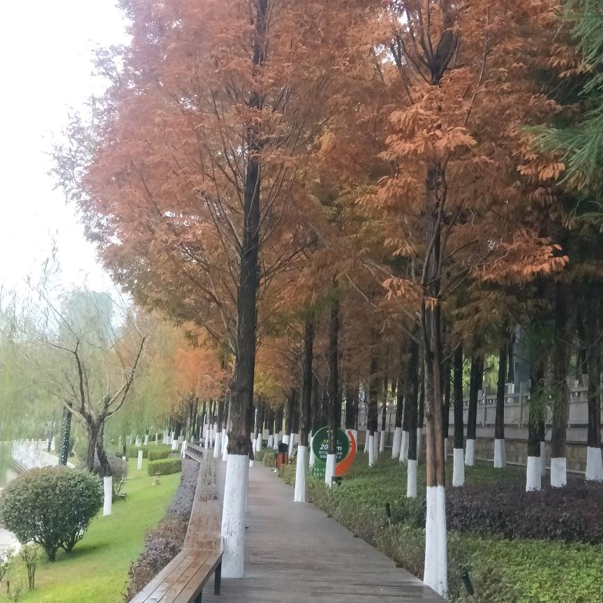 红豆☘️