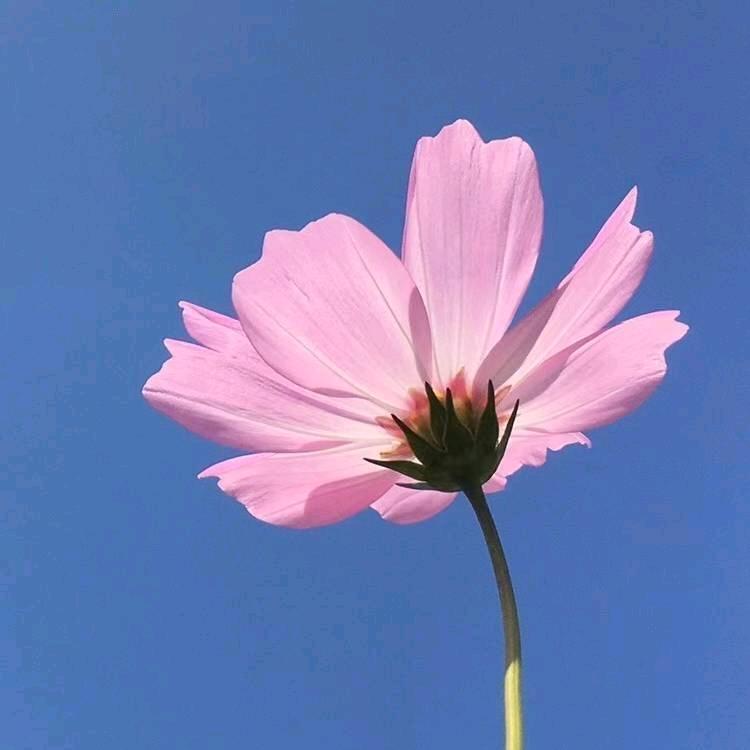 小桥流水🌴🌴