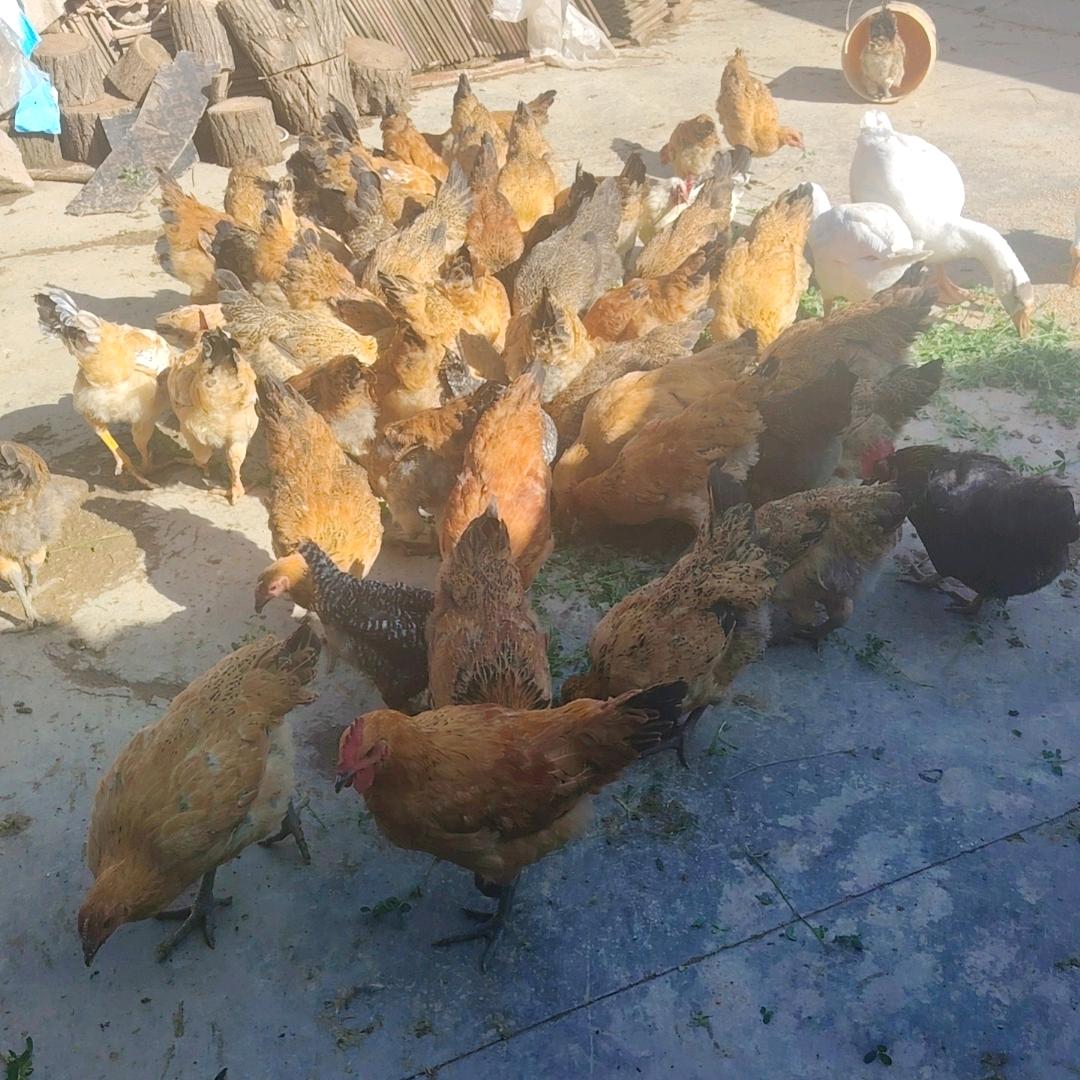 你的心伤了，以后不会打扰