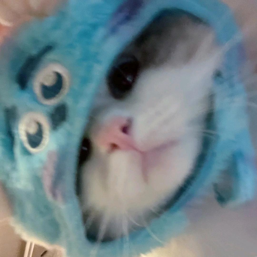 反季雪