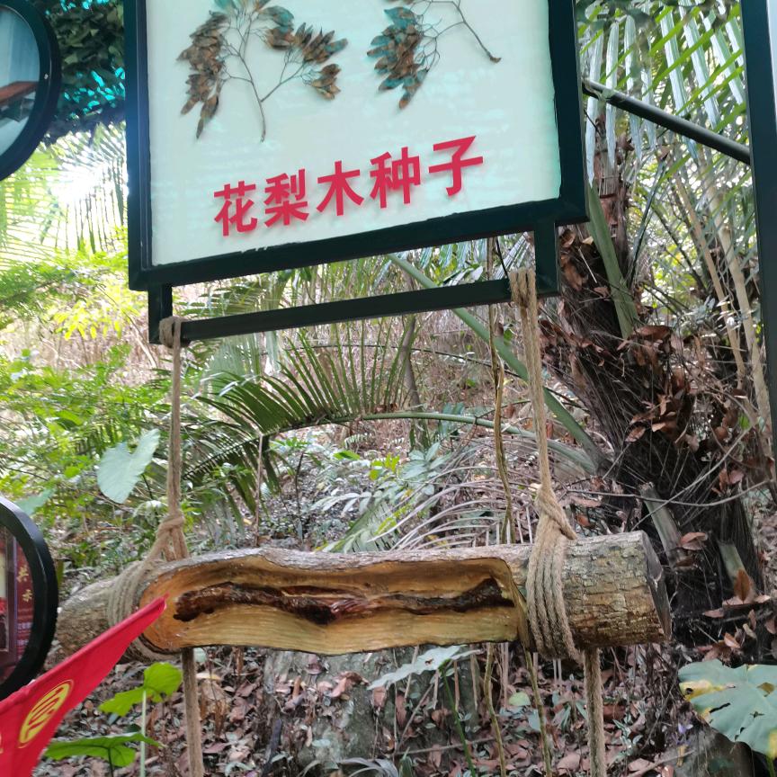 林春艳