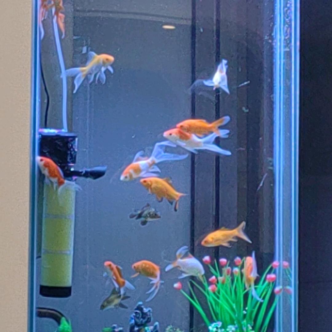 智哥在桐梓卖两轮三轮电动车。