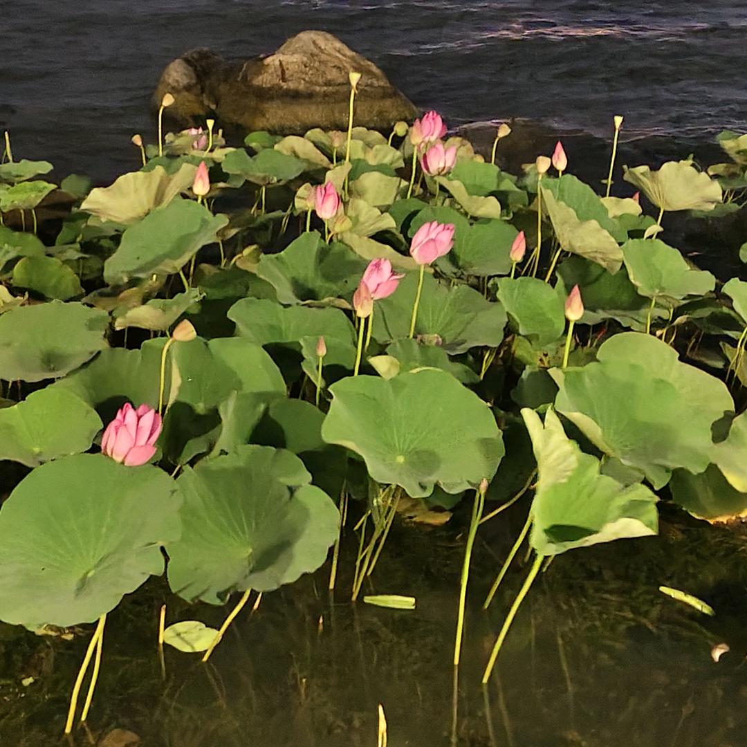 🥀ঞ刘陆人间₅₂₀💞࿐