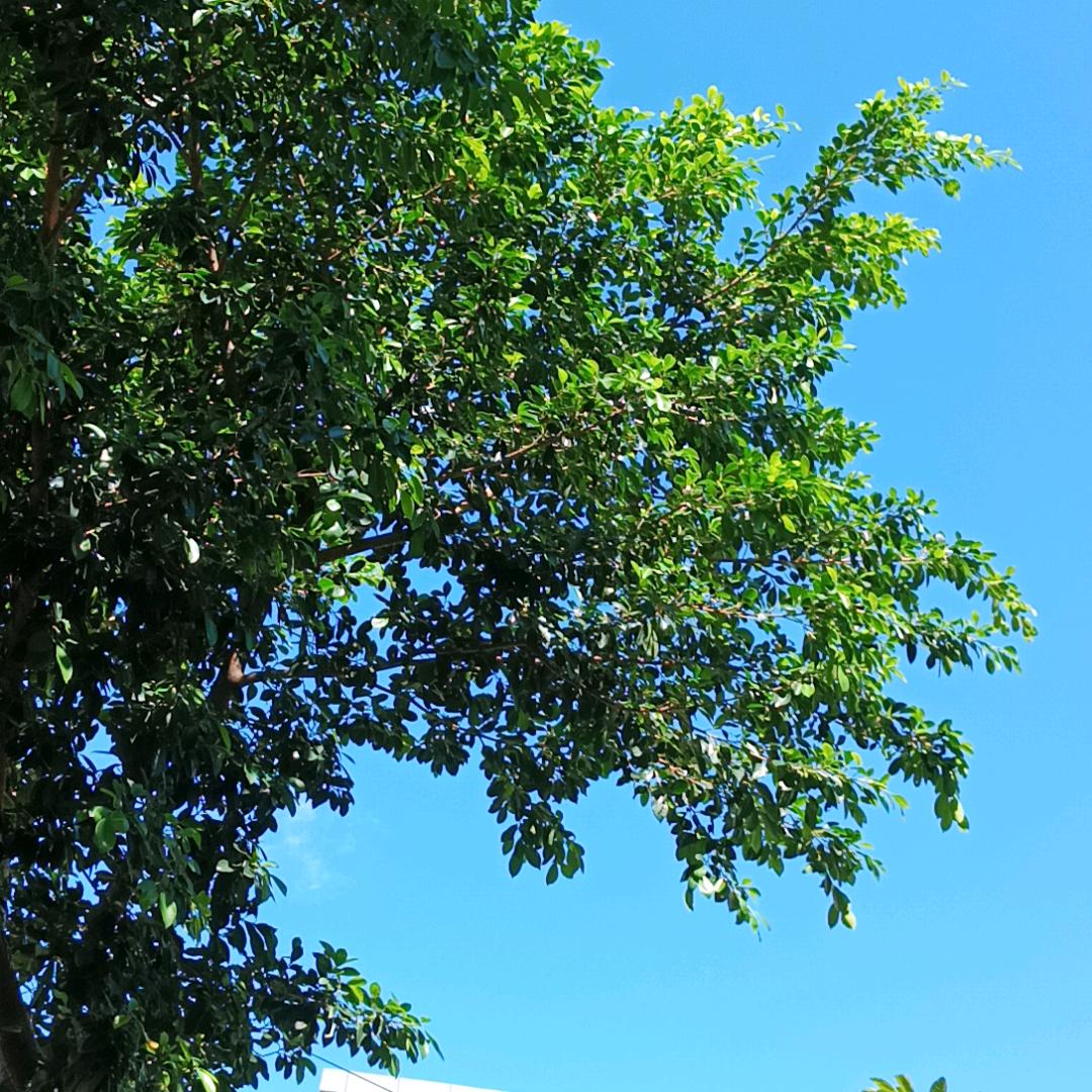 幸福树