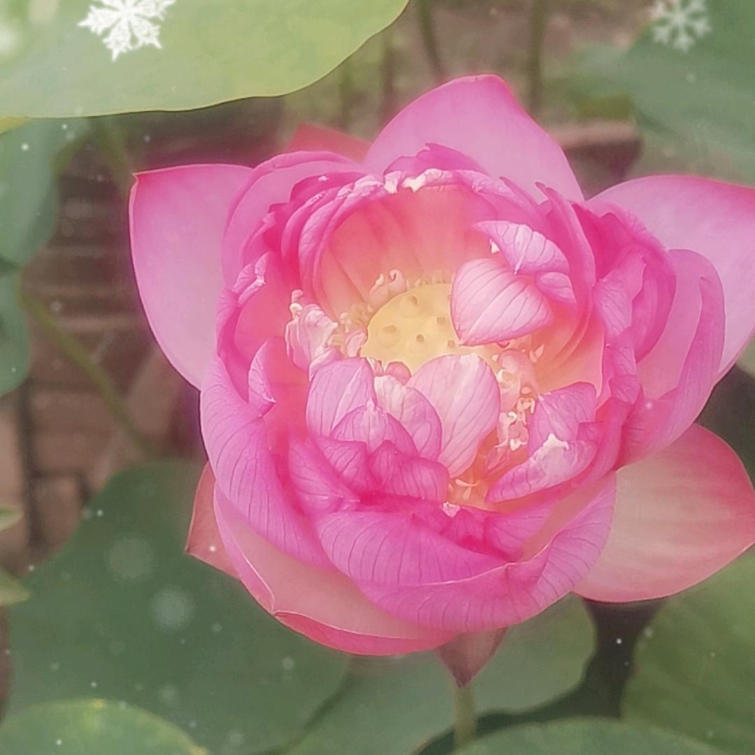 人生如戏