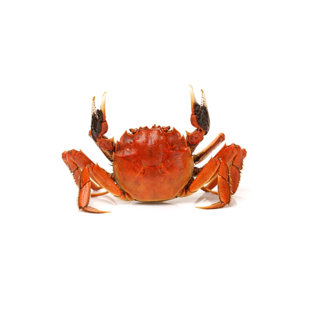 蟹