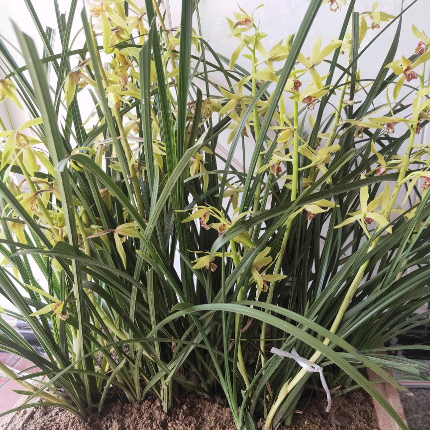 小老朱