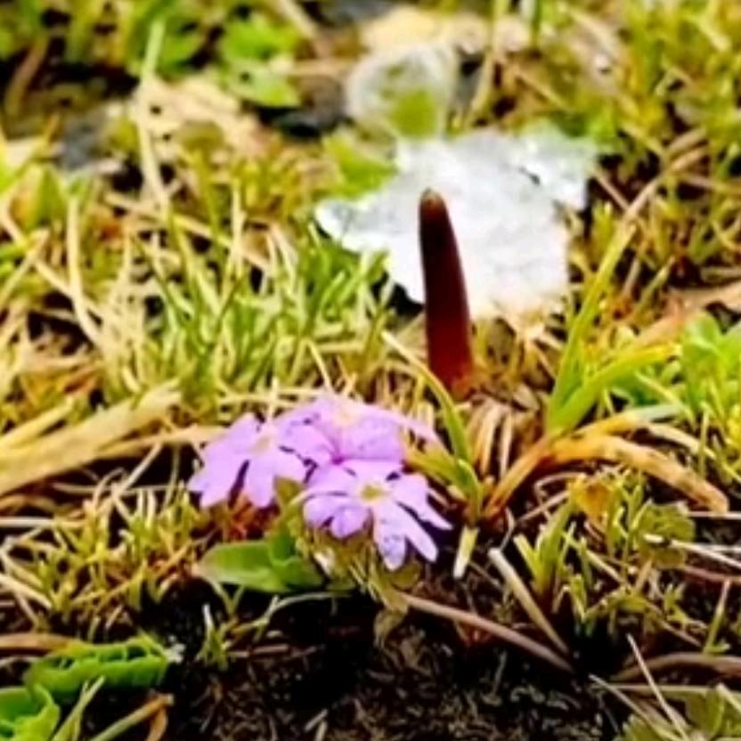 冬虫夏草