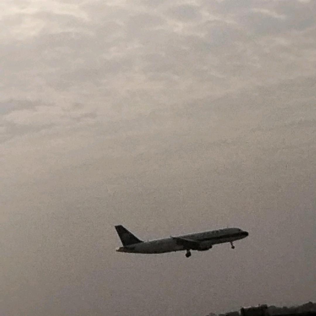 毛毛虫