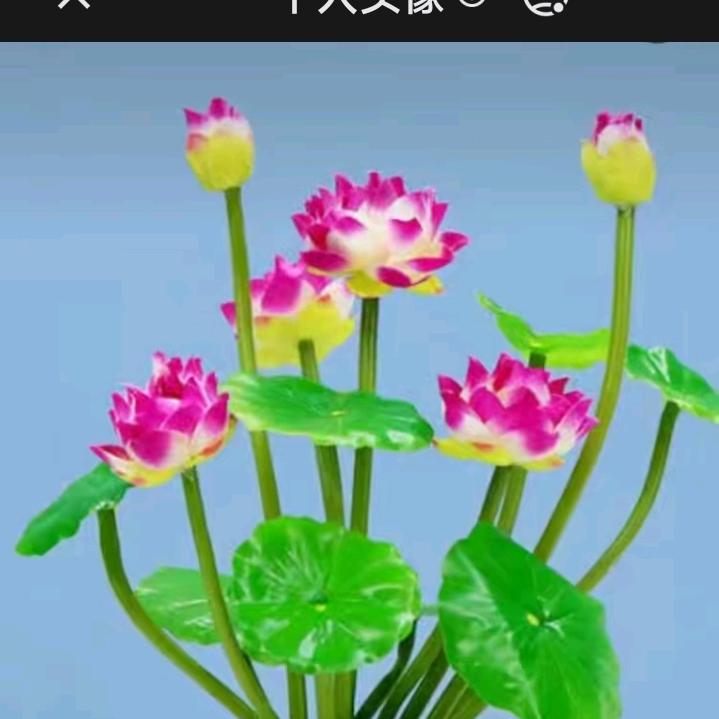 感恩莲花佛前开