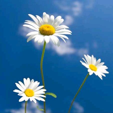 👑☀华Clivia🦄🀄🧧